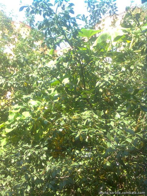 View prev photo